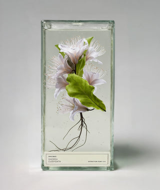 Floating Forest Eau de Parfum