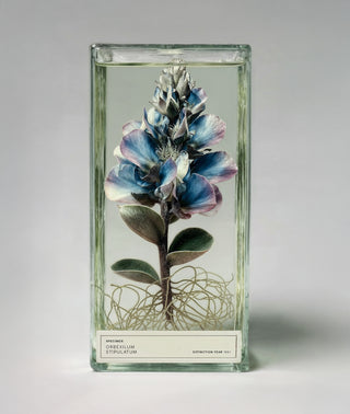 Grassland Opera Eau de Parfum