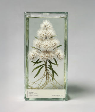 Invisible Woods Eau de Parfum